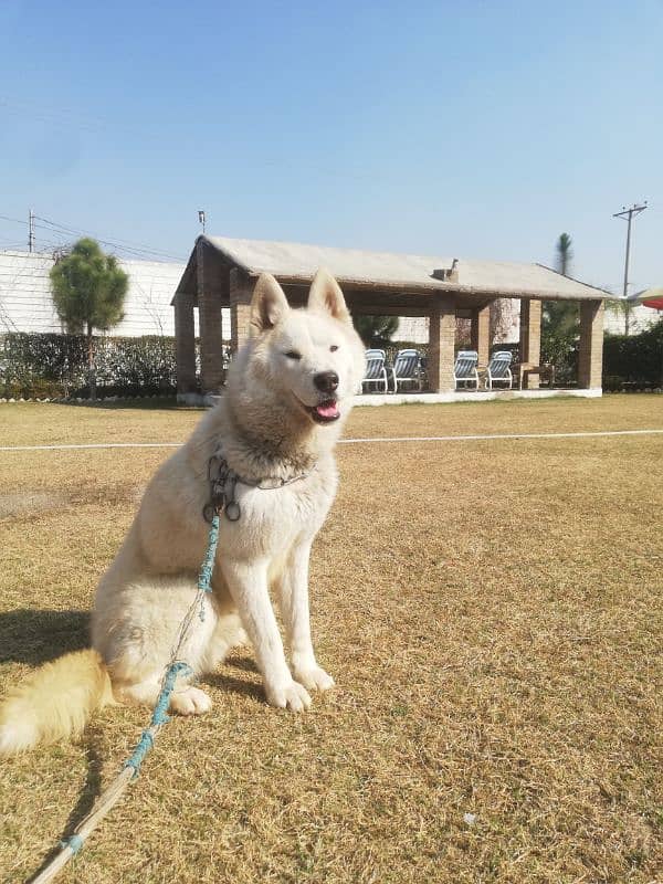 beautiful white fawn husky 7