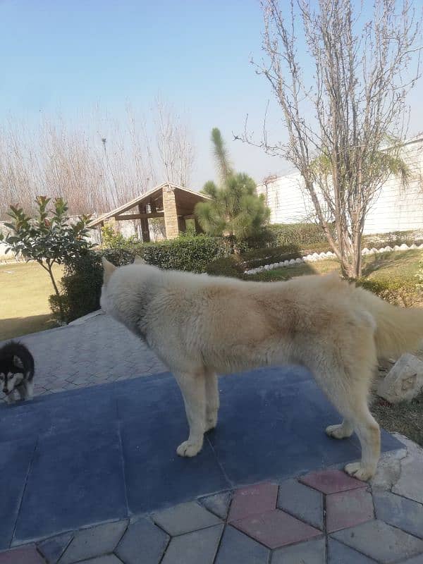 beautiful white fawn husky 8