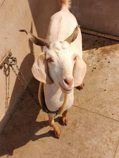 Gabban Bakri for Sale