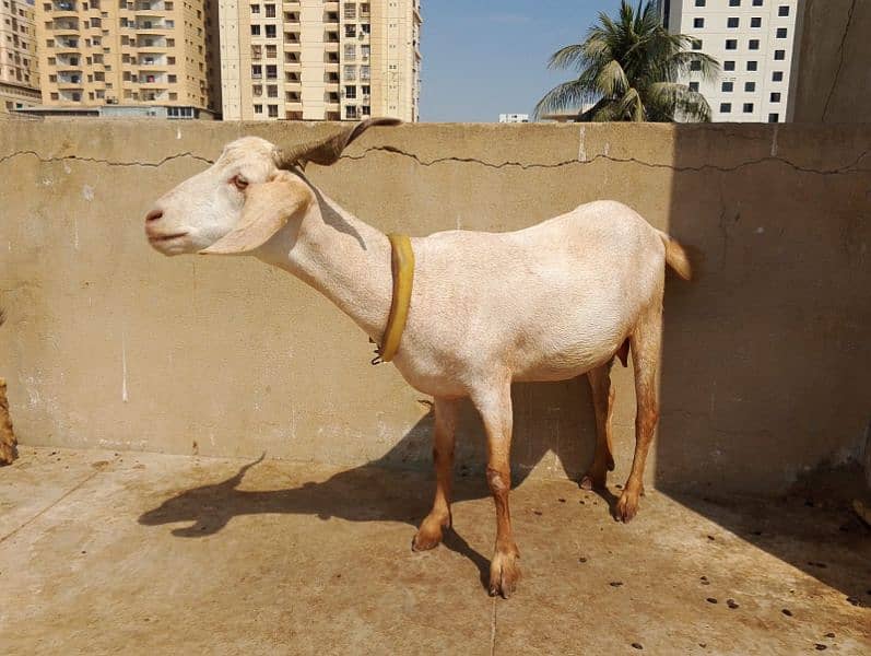 Gabban Bakri for Sale 1