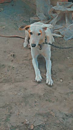 Gultair