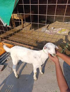 Barbari goat for sale