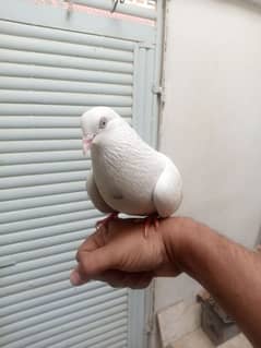 hand tamed pigeon male