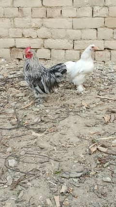 Bantam Pair