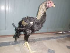 aseel Indian qandhari parrot beak for sale