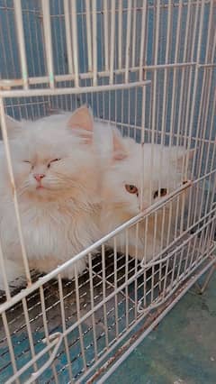 cat color white