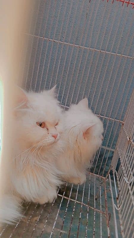 cat color white 2