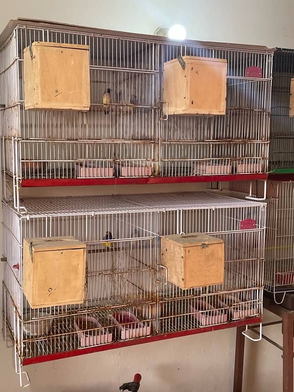 birds cage 0