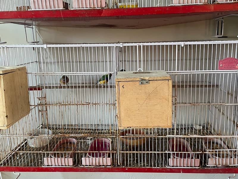 birds cage 3