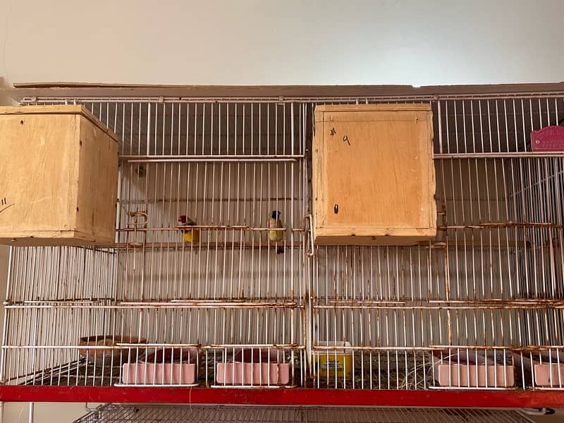 birds cage 4