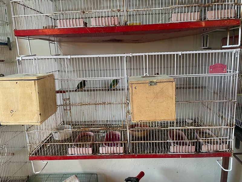 birds cage 6