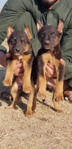 alsition bhagyari | security dog | guard dog | puppies | puppy