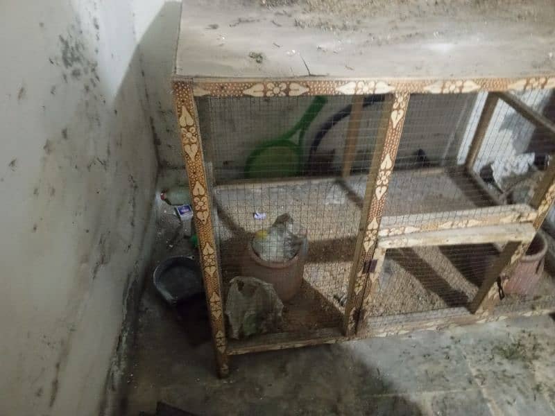 cage panjra parrot for sale no yoz 3