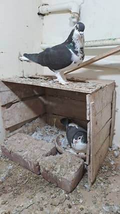 Fancy pigeons