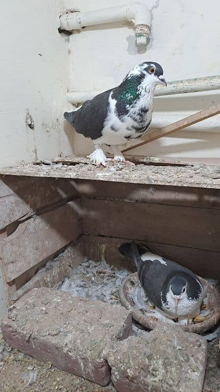 Fancy pigeons 2