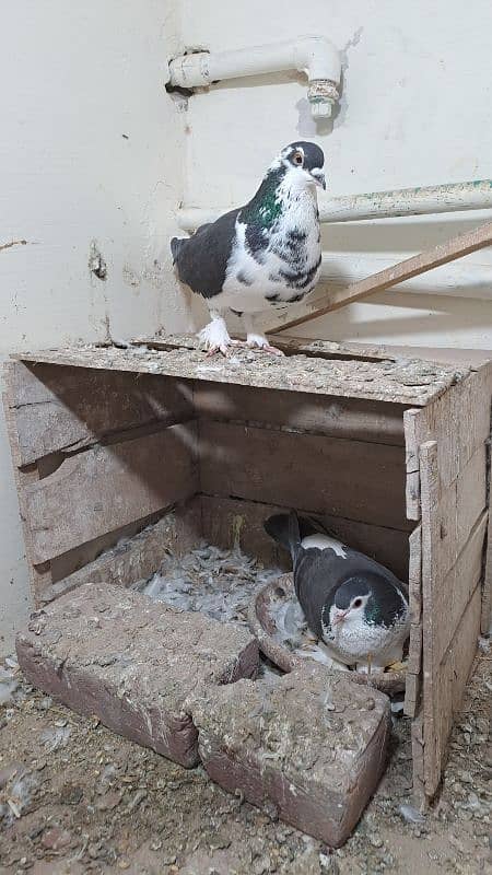 Fancy pigeons 3