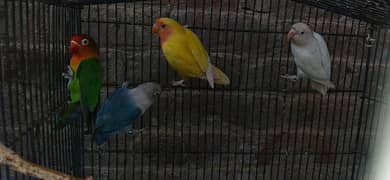 love birds 2 pair