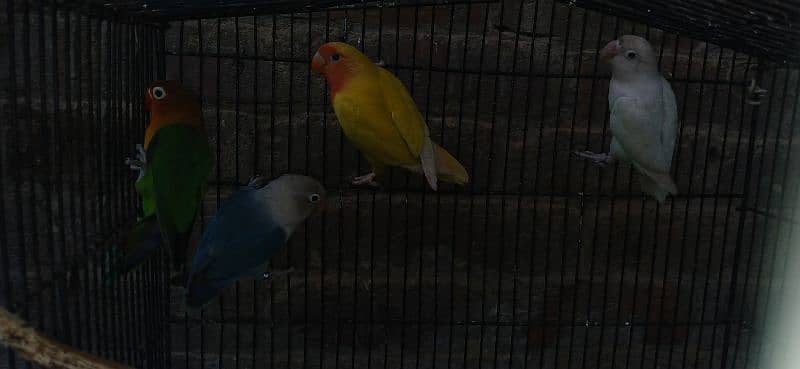 love birds 2 pair 2