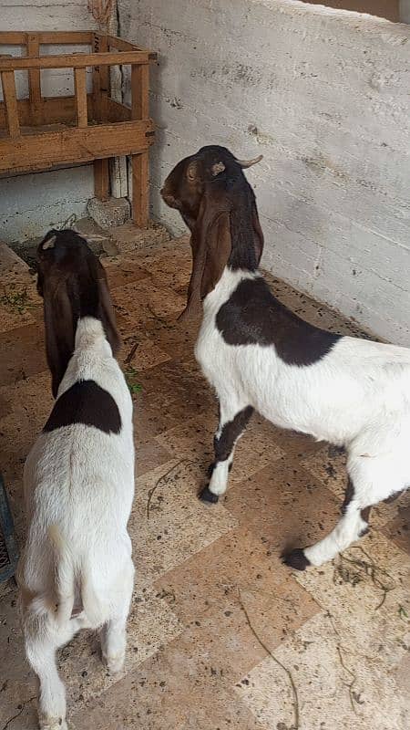 goat bakra male kheera pair ghr ka pala hua 0