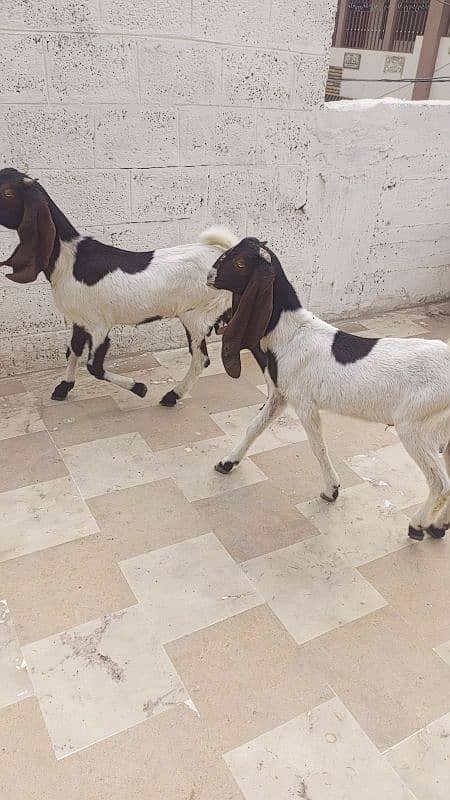 goat bakra male kheera pair ghr ka pala hua 1