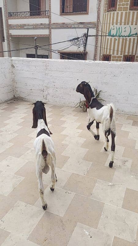 goat bakra male kheera pair ghr ka pala hua 2