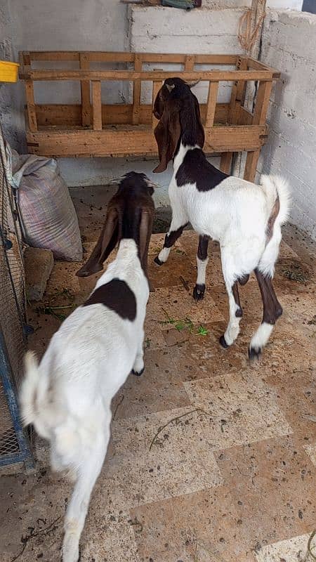 goat bakra male kheera pair ghr ka pala hua 3