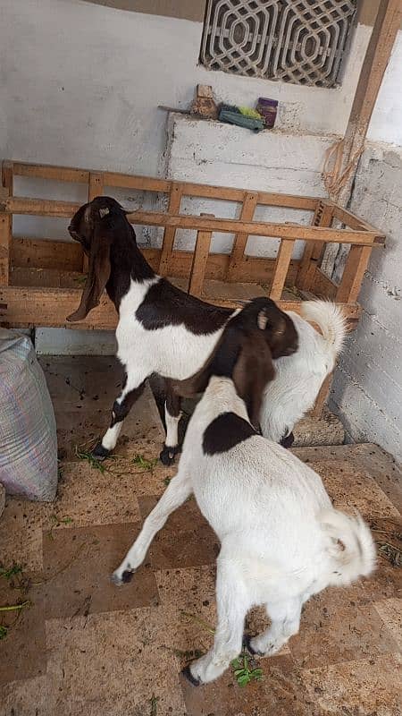 goat bakra male kheera pair ghr ka pala hua 4