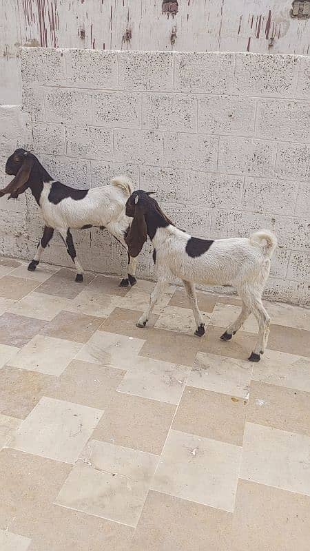 goat bakra male kheera pair ghr ka pala hua 5