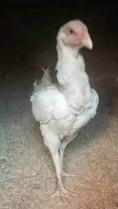 White king shamo /king size/ pure aseel shamo murgha/high quality hen