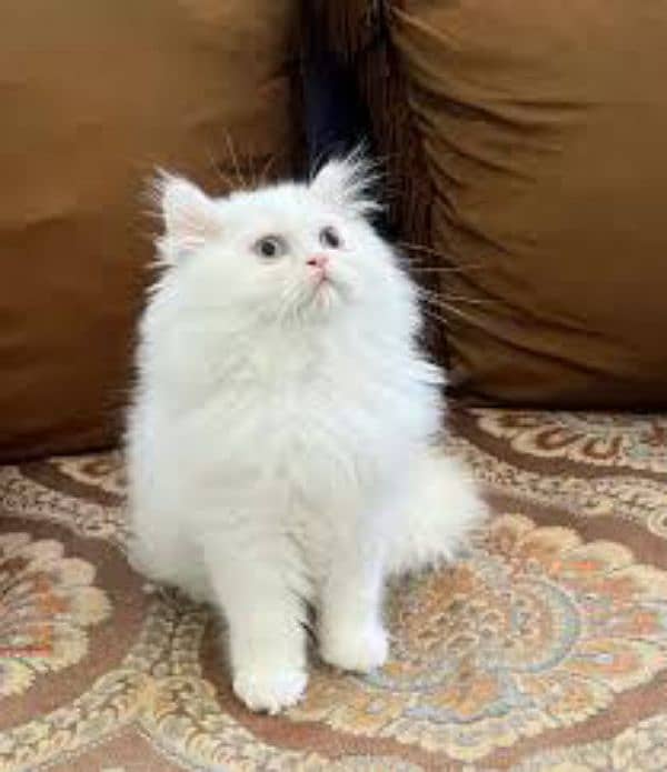 Pure Persian Kittens  Triple Coated, Punch Face Reasonable price 1