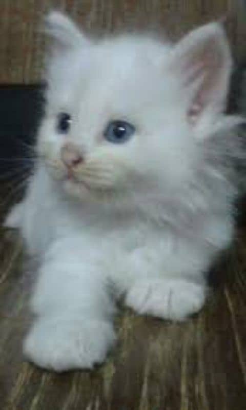 Pure Persian Kittens  Triple Coated, Punch Face Reasonable price 2