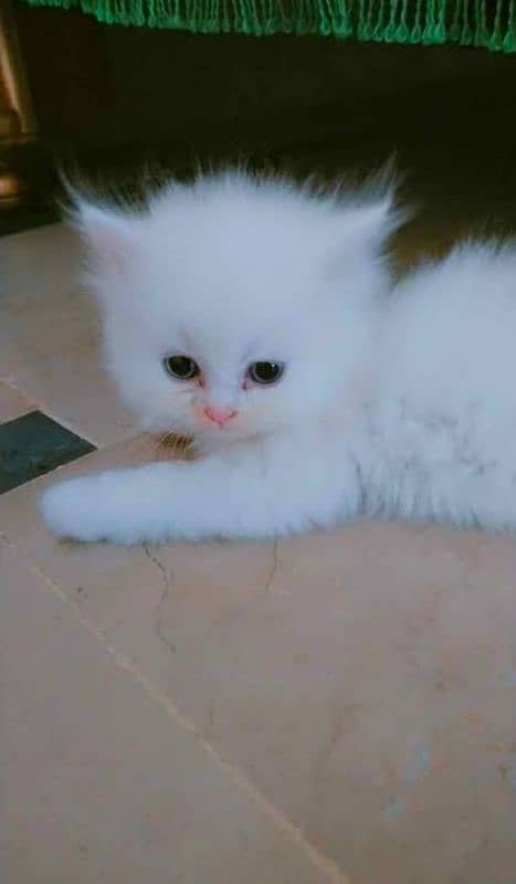 Pure Persian Kittens  Triple Coated, Punch Face Reasonable price 4