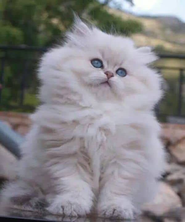 Pure Persian Kittens  Triple Coated, Punch Face Reasonable price 5