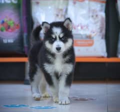 Husky male puppy