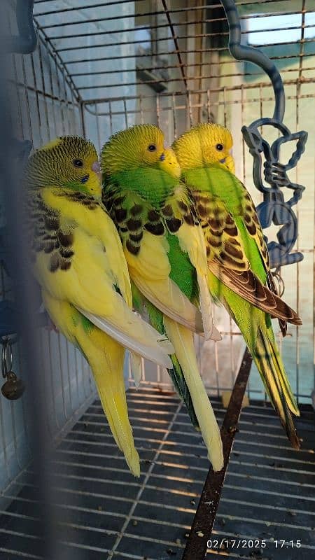 green parrots pair 2