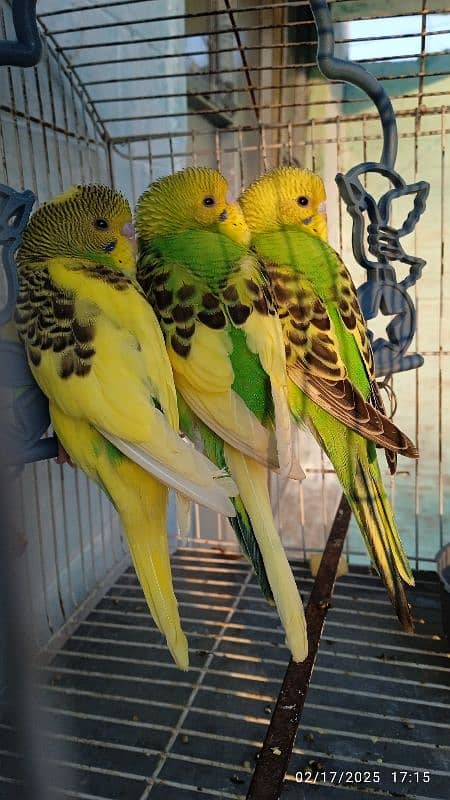 green parrots pair 3