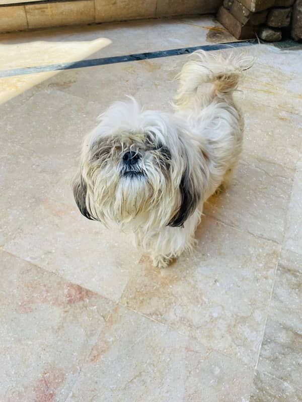 shih tzu 1