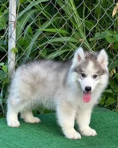 German shepherd & Siberian husky puppie Whatsp no 03258925374