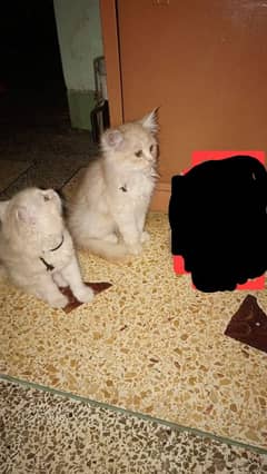 persian male cats pair sale dono male han