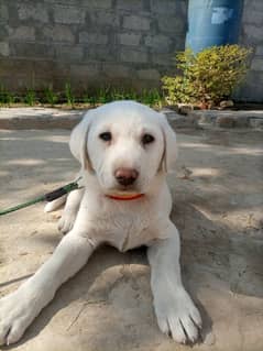 /  British Labrador pups  dog for sale