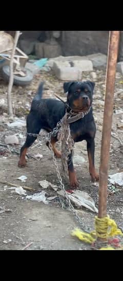 Rottweiler female imported