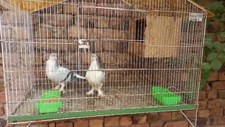 Sherazi pigeon breeder pair with Chicks