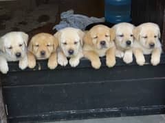 Labrador puppies 03361777030