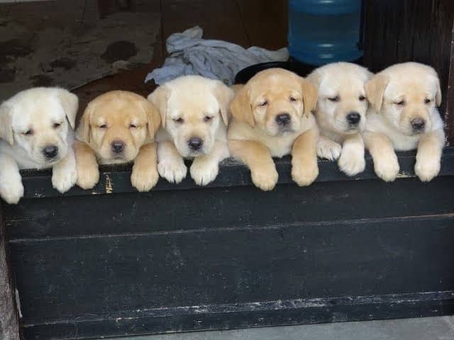 Labrador puppies 03361777030 0