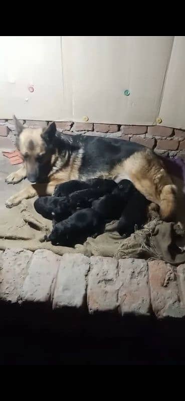 Garman Shepherd male & female puppys available cnt. 03318055119 0