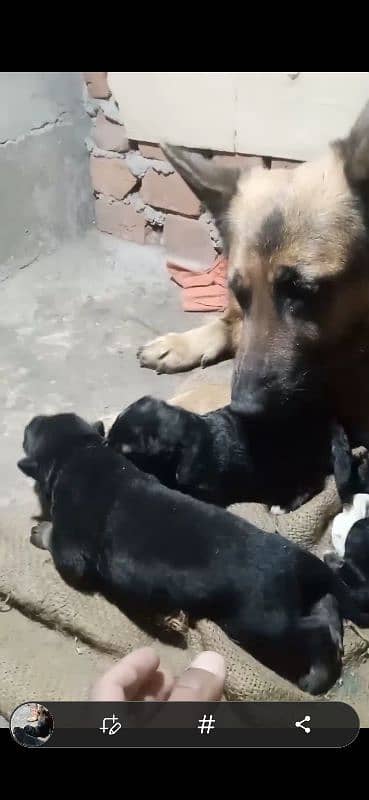 Garman Shepherd male & female puppys available cnt. 03318055119 1