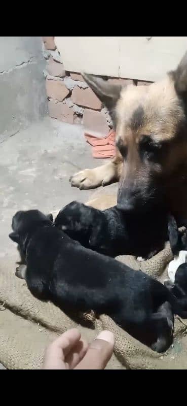 Garman Shepherd male & female puppys available cnt. 03318055119 2