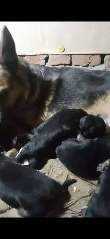 Garman Shepherd male & female puppys available cnt. 03318055119 3