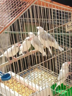 socity finch breedr pair selvr jwa 03065086613 whtasp only