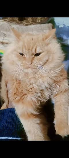 persian female young cat